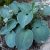 Хоста Мышиные ушки (Hosta Blue Mouse Ears) © blumgarden.ru