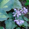 Хоста Уши голубой мыши (Blue Mouse Ears) © blumgarden.ru