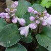 Хоста Блу Маус Иэрз (Hosta Blue Mouse Ears) © blumgarden.ru