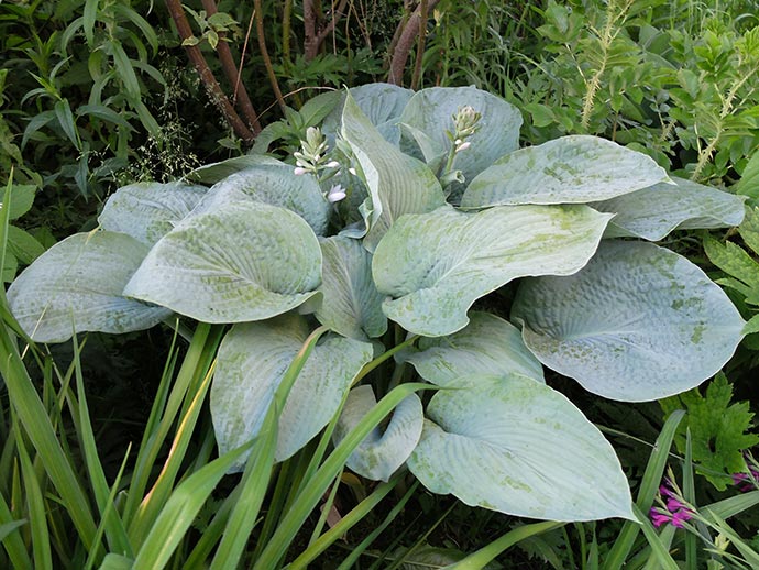 Хоста «Брессингем Блю» (Hosta Bressingham Blue)