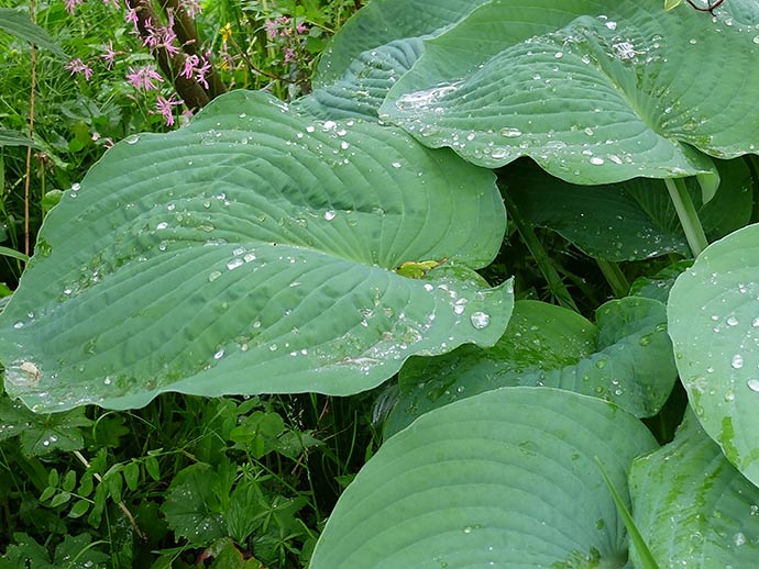 Хоста Брессингем Блю (Bressingham Blue) купить в blumgarden.ru