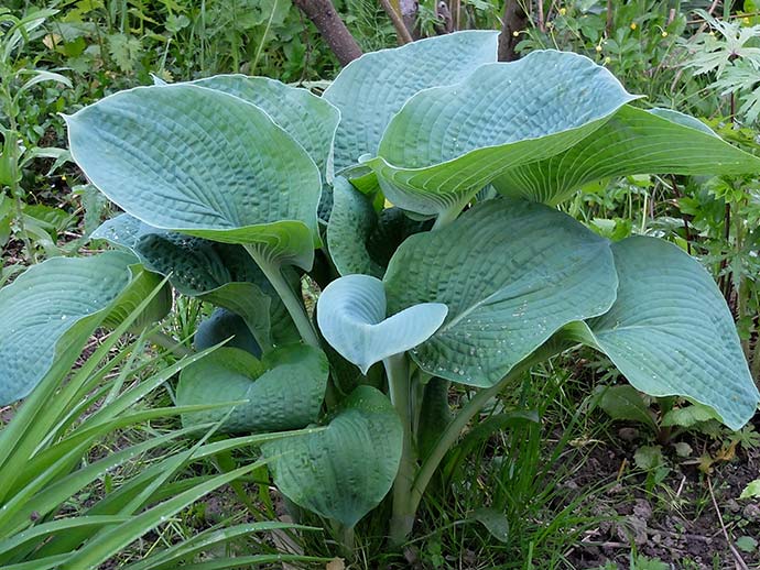 Хоста Брессингем Блю (Bressingham Blue) купить в blumgarden.ru