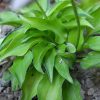 Hosta Cracker Crumbs © blumgarden.ru