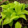 Хоста Крекер Крамбс весной © blumgarden.ru
