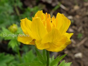 Купальница джунгарская (Trollius Dschungaricus)