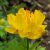 Купальница гибридная (Trollius hybridum) © blumgarden.ru