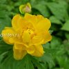 Купальница гибридная © blumgarden.ru