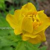 Купальница гибридная (Trollius hybridum) © blumgarden.ru