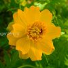 Купальница гибридная © blumgarden.ru