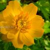 Купальница темно-желтая © blumgarden.ru