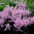 Астильба сиренево-розовая «Аметист» Amethyst © blumgarden.ru