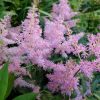 Астильба сиренево-розовая «Аметист» Amethyst © blumgarden.ru