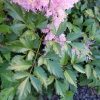 Астильба сиренево-розовая «Аметист» Amethyst © blumgarden.ru