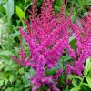 Астильба японская (Astilbe japonica) © blumgarden.ru