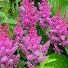 Астильба японская розово-красная © blumgarden.ru