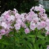 Флокс метельчатый бело-розовый © blumgarden.ru