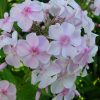 Флокс метельчатый бело-розовый © blumgarden.ru