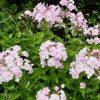 Флокс многолетний бело-розовый © blumgarden.ru