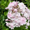 Флокс многолетний нежно-розовый © blumgarden.ru