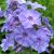 Флокс метельчатый Blue Paradise (Блю Парадиз) © blumgarden.ru