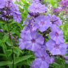 Флокс Blue Paradise (Блю Парадиз) © blumgarden.ru