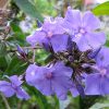 Флокс Blue Paradise (Блю Парадиз) © blumgarden.ru