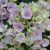 Флокс метельчатый «Болд энд Бьютифул» (Phlox paniculata Bold and Beautiful) © blumgarden.ru