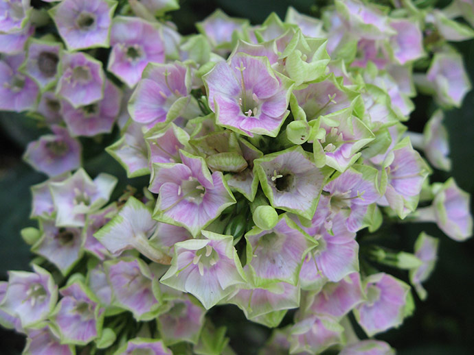 Флокс «Болд энд Бьютифул» (Phlox paniculata Bold and Beautiful)