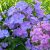 Флокс метельчатый сине-лиловый «хамелеон» © blumgarden.ru
