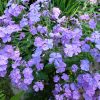 Флокс метельчатый сине-лиловый «хамелеон» © blumgarden.ru
