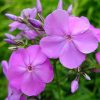 Флокс метельчатый хамелеон в солнечный день лилово-розовый © blumgarden.ru