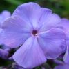 Флокс метельчатый хамелеон в сумерках синий © blumgarden.ru