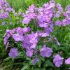 Флокс метельчатый хамелеон © blumgarden.ru