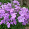 Флокс метельчатый хамелеон © blumgarden.ru