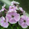 Флокс метельчатый Щербет Бленд © blumgarden.ru
