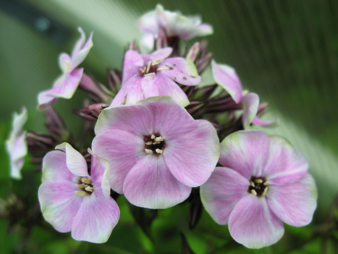 Флокс Щербет Бленд (Sherbet Blend) купить в blumgarden.ru