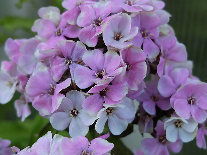 Флокс «Щербет Бленд» (Phlox paniculata Sherbet Blend)