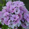 Флокс метельчатый «Щербет Бленд» © blumgarden.ru