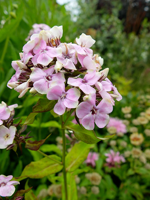 Флокс Щербет Бленд (Sherbet Blend) купить в blumgarden.ru