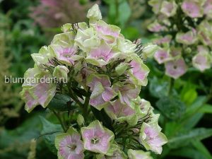 Флокс метельчатый Болд энд Бьютифул (Phlox Paniculata Bold And Beautiful) © Blumgarden.ru