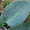 Хоста Хальцион (Hosta Halcyon) © blumgarden.ru