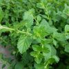 Мелисса лекарственная, Лимонная мята (Melissa officinalis) © blumgarden.ru