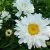 Нивяник махровый, ромашка махровая (Leucanthemum superbum) © blumgarden.ru