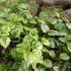 Почвопокровное растение - яснотка зеленчуковая © blumgarden.ru