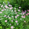 Сиреневые цветы монарды © blumgarden.ru