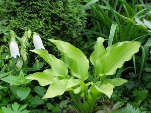 Хоста «Даб э Грин» (Hosta Dab A Green)
