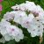 Флокс белый с розовой серединкой © blumgarden.ru