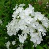 Флокс Фудзияма (Phlox paniculata Fujiyama) © blumgarden.ru