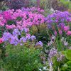 Флокс метельчатый розово-фиолетовый в саду © blumgarden.ru
