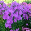 Флокс метельчатый розово-сиренево-фиолетовый в солнечный день © blumgarden.ru